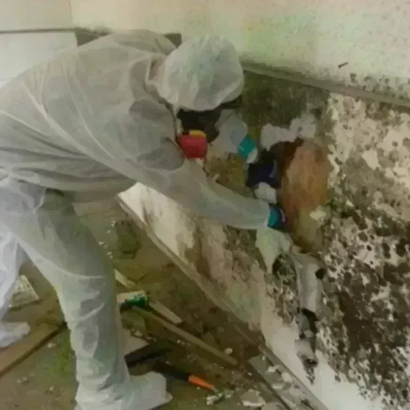 Mold Remediation and Removal in Mascot, TN